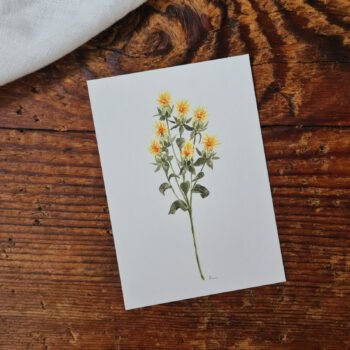Färber Saflor Postkarte A6 florales Aquarelle handgemalt Grußkarte Blumen flower Frühling