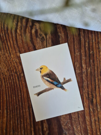 Kernbeißer A6 Europa Singvogel Postkarte Vogel heimischer Singvogel Aquarellgemalte Postkarte