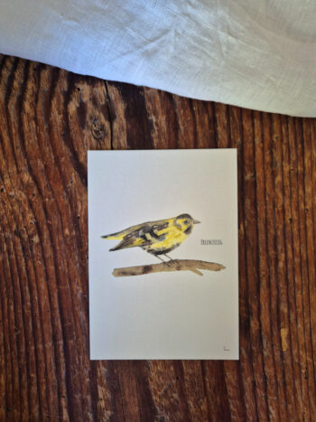 Erlenzeisig A6 Europa Singvogel Postkarte Vogel heimischer Singvogel Aquarellgemalte Postkarte