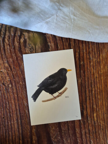 Amsel A6 Europa Singvogel Postkarte Vogel heimischer Singvogel Aquarellgemalte Postkarte