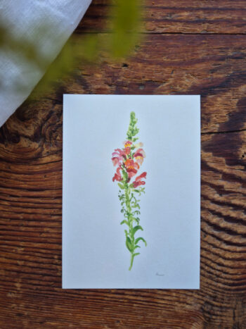 Löwenmäulchen Postkarte A6 florales Aquarelle handgemalt Grußkarte Blumen flower Frühling